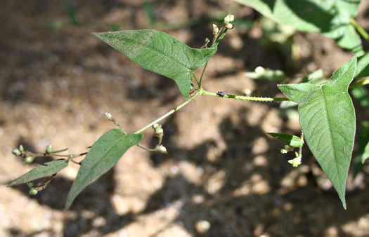 image of Persicaria arifolia, Halberd-leaf Tearthumb