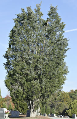 image of Juniperus virginiana, Eastern Red Cedar