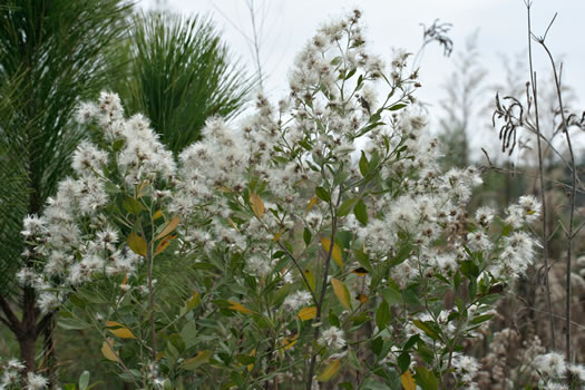 image of Baccharis halimifolia, Silverling, Groundsel-tree, Consumption-weed, Sea-myrtle