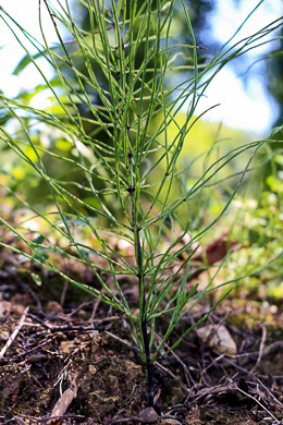 image of Equisetum arvense, Field Horsetail, Bottlebrush Horsetail