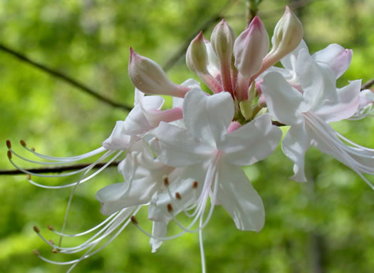 image of Rhododendron canescens, Piedmont Azalea, Southern Pinxterbloom Azalea, Hoary Azalea