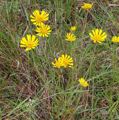 image of Balduina uniflora, Savanna Honeycomb-head, Yellow Balduina, Oneflower Honeycomb-head