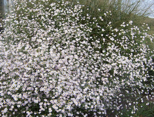 image of Boltonia caroliniana, Carolina Doll's-daisy, Boltonia