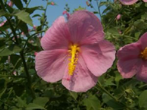 Southern Seashore Mallow