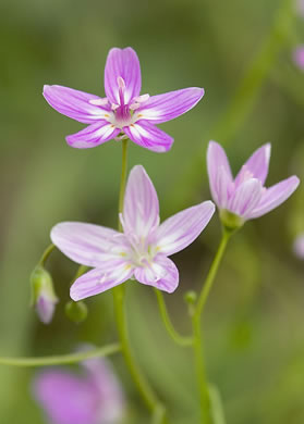 image of Claytonia virginica +, Spring-beauty
