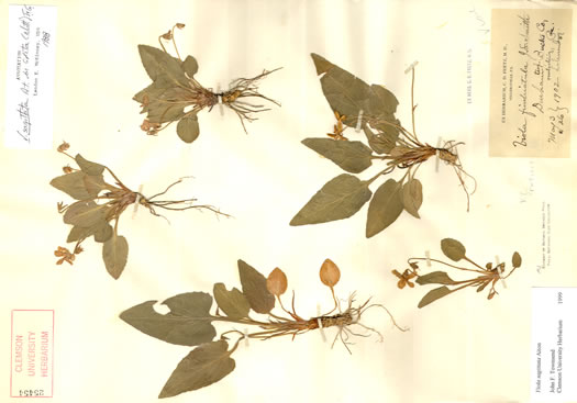 image of Viola fimbriatula, Ovate-leaf Violet, Downy Violet, Sand Violet