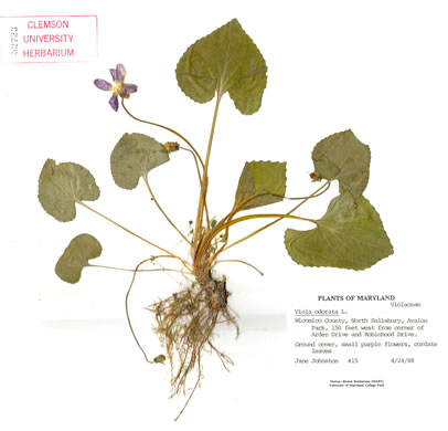 image of Viola odorata, English Violet, Sweet Violet