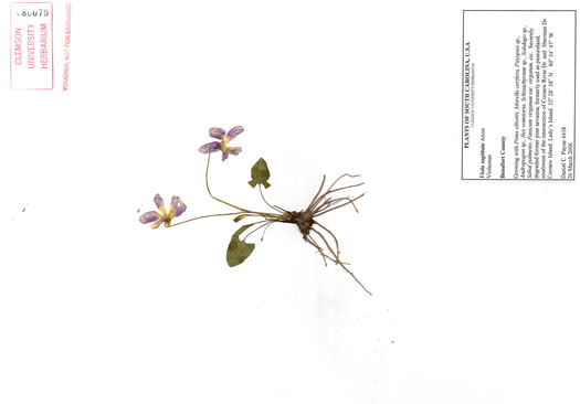 image of Viola sagittata, Arrowleaf Violet, Arrowhead Violet