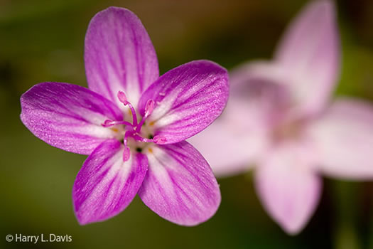 image of Claytonia virginica +, Spring-beauty
