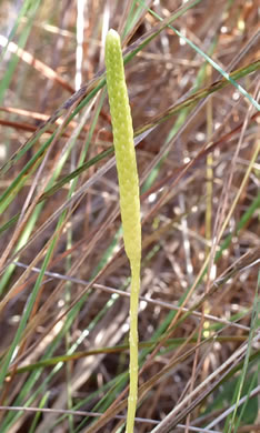image of Pseudolycopodiella caroliniana, Carolina Bog Clubmoss, Slender Clubmoss