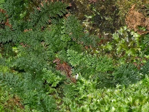 image of Vandenboschia boschiana, Appalachian Filmy-fern, Bristle Fern