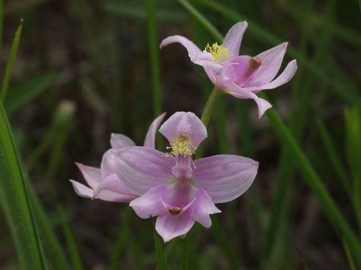 image of Calopogon oklahomensis, Oklahoma Grass-pink