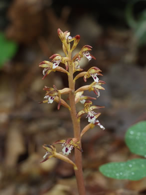 image of Corallorhiza maculata var. maculata, Eastern Spotted Coralroot
