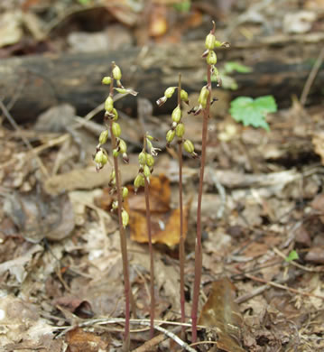 image of Corallorhiza odontorhiza, Autumn Coralroot