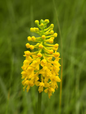 Gymnadeniopsis integra (yellow fringeless orchid)