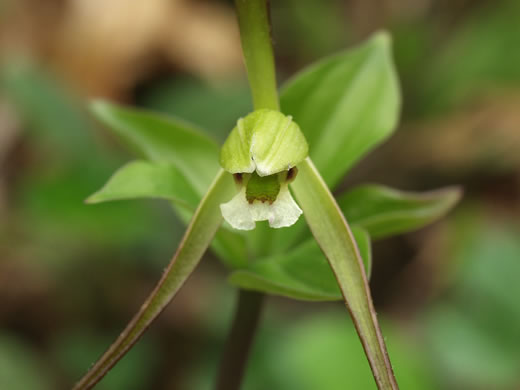 image of Isotria verticillata, Large Whorled Pogonia, Larger Five-leaves