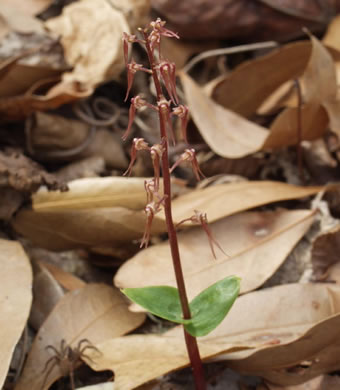 image of Neottia bifolia, Southern Twayblade