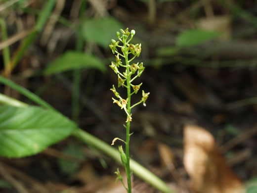 image of Malaxis spicata, Florida Adder's-mouth Orchid