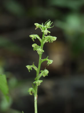 image of Platanthera flava var. flava, Southern Rein Orchid, Southern Gypsy-spike