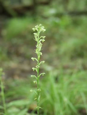 image of Platanthera flava, Tubercled Orchid, Southern Rein Orchid, Southern Gypsy-spike