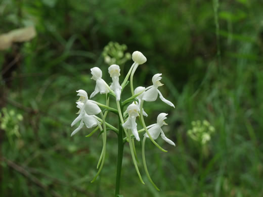 Monkey-face Orchid