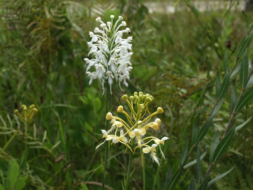 image of Platanthera conspicua, Large White Fringed Orchid, Southern White Fringed Orchid