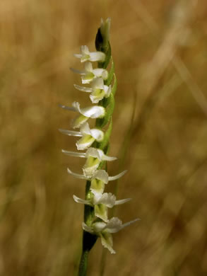 image of Spiranthes longilabris, Long-lipped Ladies'-tresses, Giant Spiral Orchid, Giant Spiral Ladies'-tresses