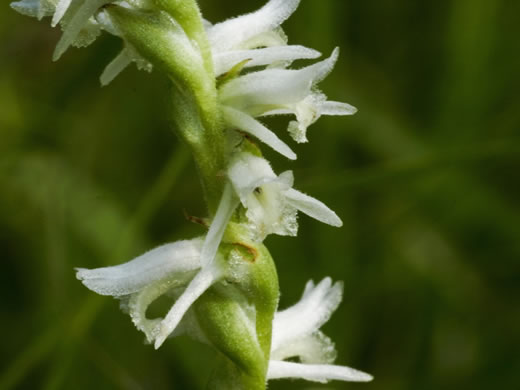 image of Spiranthes vernalis, Spring Ladies'-tresses