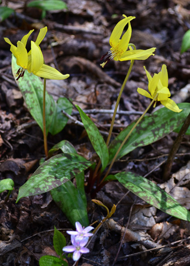 image of Erythronium americanum ssp. americanum, American Trout Lily, Dogtooth Violet, Adder's Tongue, Yellow Trout-lily