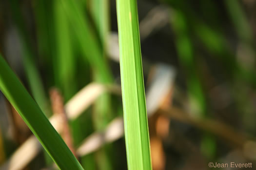 image of Imperata cylindrica, Cogongrass, Bloodroot Grass, Brazilian Satintail