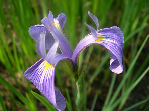 image of Iris tridentata, Bay Blue-flag Iris, Flag, Savannah Iris