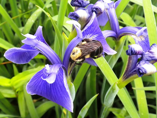 Bay Blue-flag Iris
