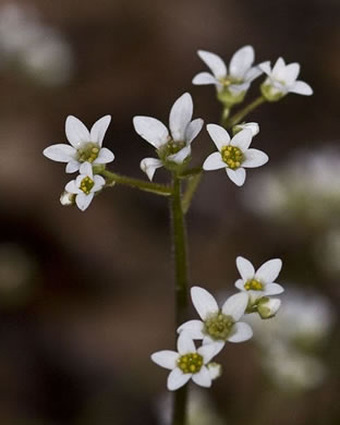 image of Micranthes virginiensis, Early Saxifrage