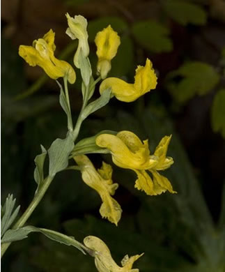 image of Corydalis flavula, Yellow Fumitory, Yellow Harlequin, Short-spurred Corydalis