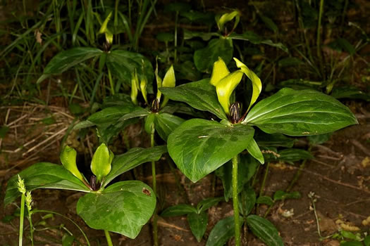 image of Trillium oostingii, Wateree River Trillium