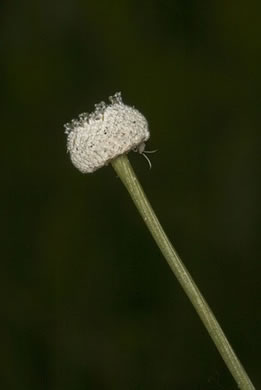 image of Eriocaulon compressum, Flattened Pipewort, Hat Pin