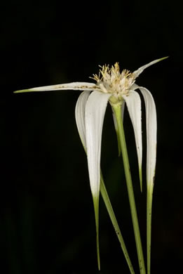 image of Rhynchospora latifolia, Broadleaf Whitetop Sedge, Giant Whitetop Sedge, White-bracted Sedge