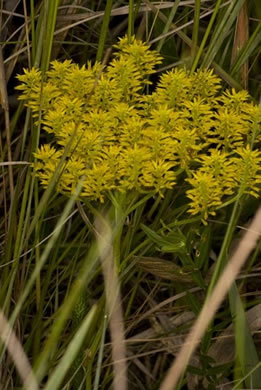 image of Polygala cymosa, Tall Pinebarren Milkwort