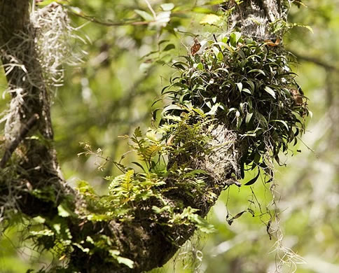 image of Epidendrum conopseum, Green-fly Orchid