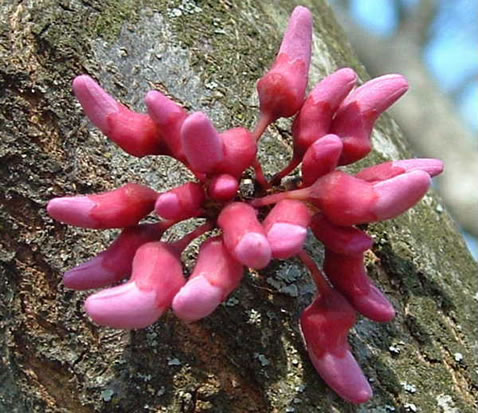 image of Cercis canadensis, Eastern Redbud, Judas Tree