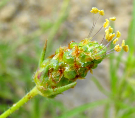 image of Plantago indica, Sand Plantain, Leafy-stemmed Plantain, Psyllium, Flaxseed Plantain