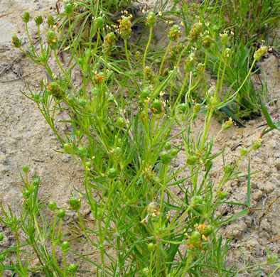 image of Plantago indica, Sand Plantain, Leafy-stemmed Plantain, Psyllium, Flaxseed Plantain