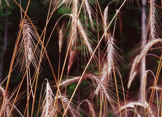 image of Secale cereale, Cereal Rye, Cultivated Rye