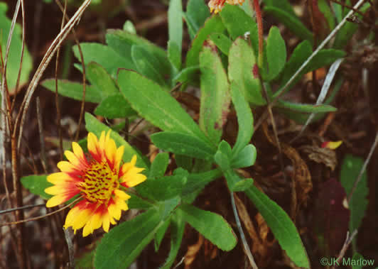 image of Gaillardia pulchella var. drummondii, Beach Blanket Flower, Gaillardia, Firewheel, Indian Blanket Flower