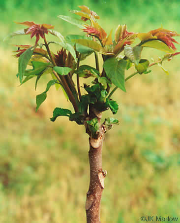 Ailanthus altissima, Ailanthus, Tree-of-heaven