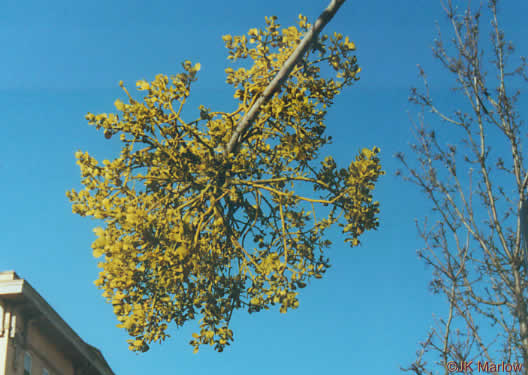 image of Phoradendron leucarpum ssp. leucarpum, American Mistletoe, Christmas Mistletoe
