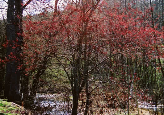 image of Acer rubrum var. rubrum, Eastern Red Maple