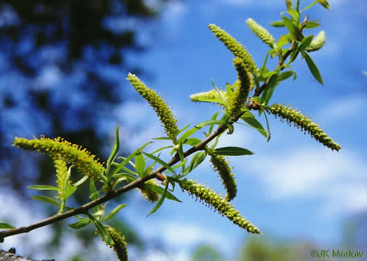 image of Salix nigra, Black Willow