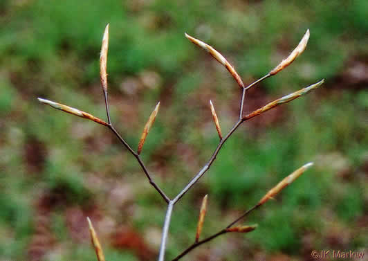 image of Fagus grandifolia +, American Beech