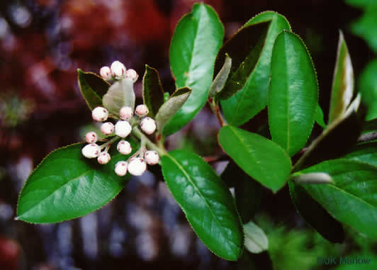 image of Aronia prunifolia, Purple Chokeberry